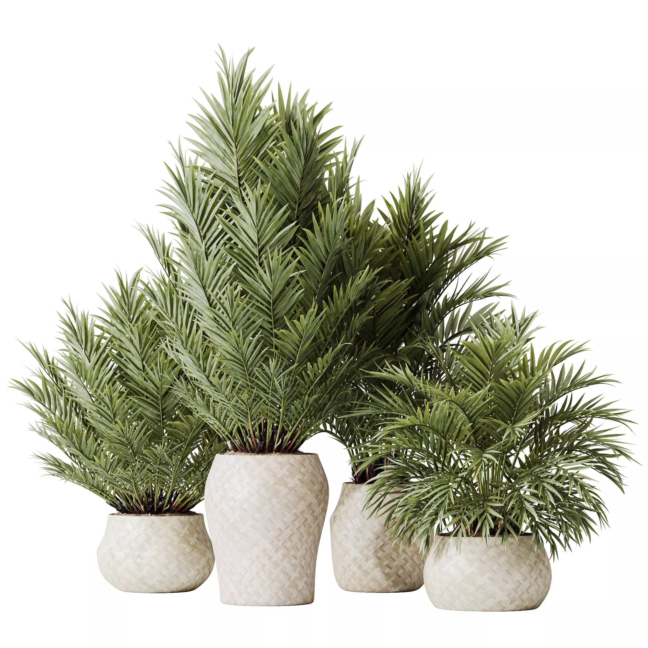 Plants Cyara Areca Palm Paradise Kentia Everlasting Set02 3D model_0