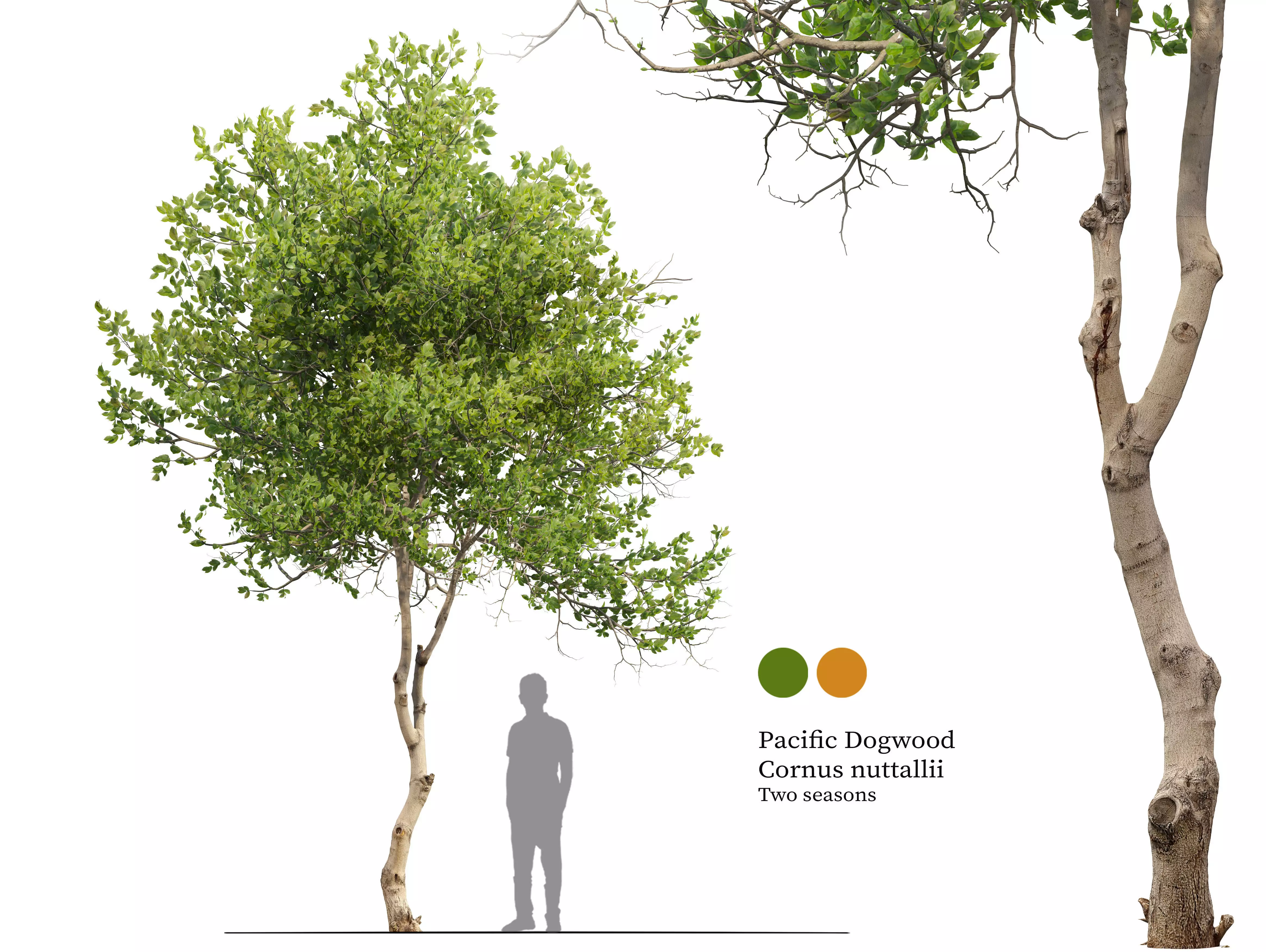 Pacific Dogwood 3D model