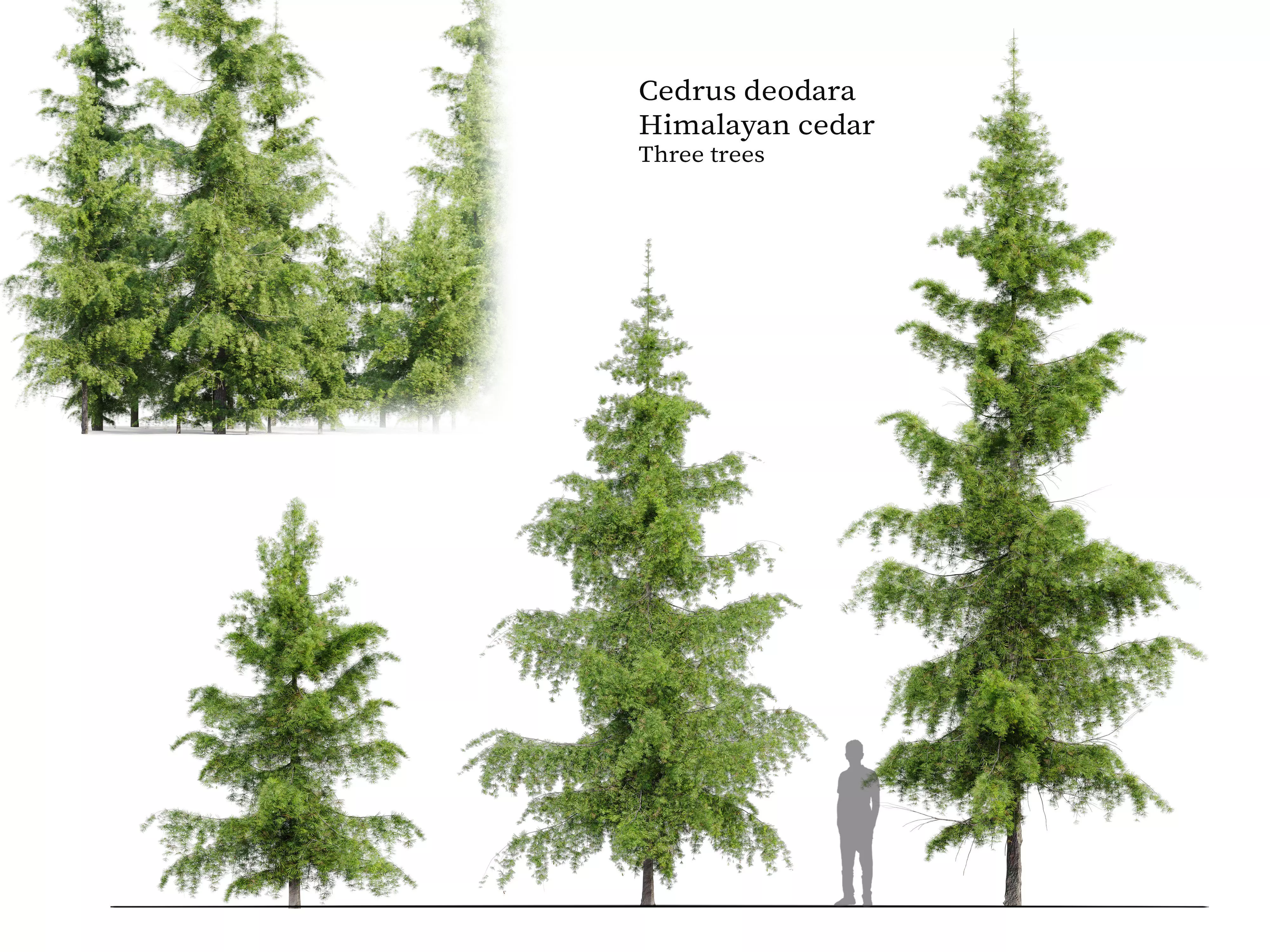 Cedrus Deodara 3D model