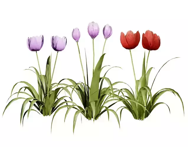 Primrose and Tulip Bouquet 3D Model  Low-poly 3D model