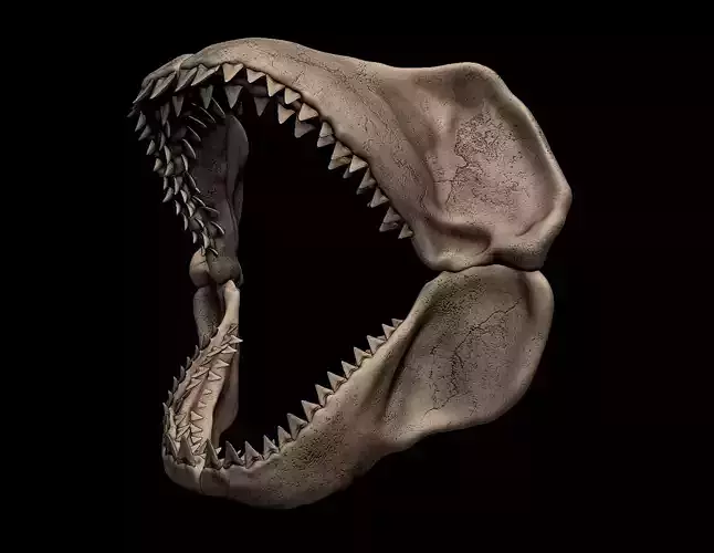Megalodon Shark Jaw 3D print model