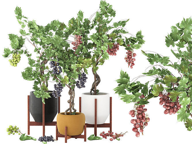 pots of grapes trees 3D model