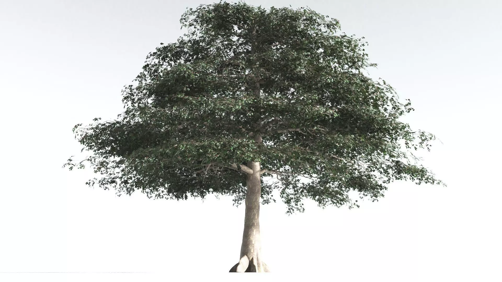 EVERYPlant Sea Almond 1 --15 Models-- 3D model_0