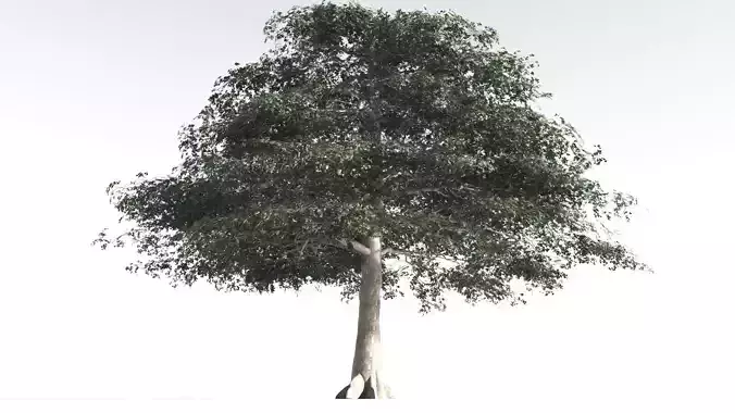 EVERYPlant Sea Almond 1 --15 Models-- 3D model