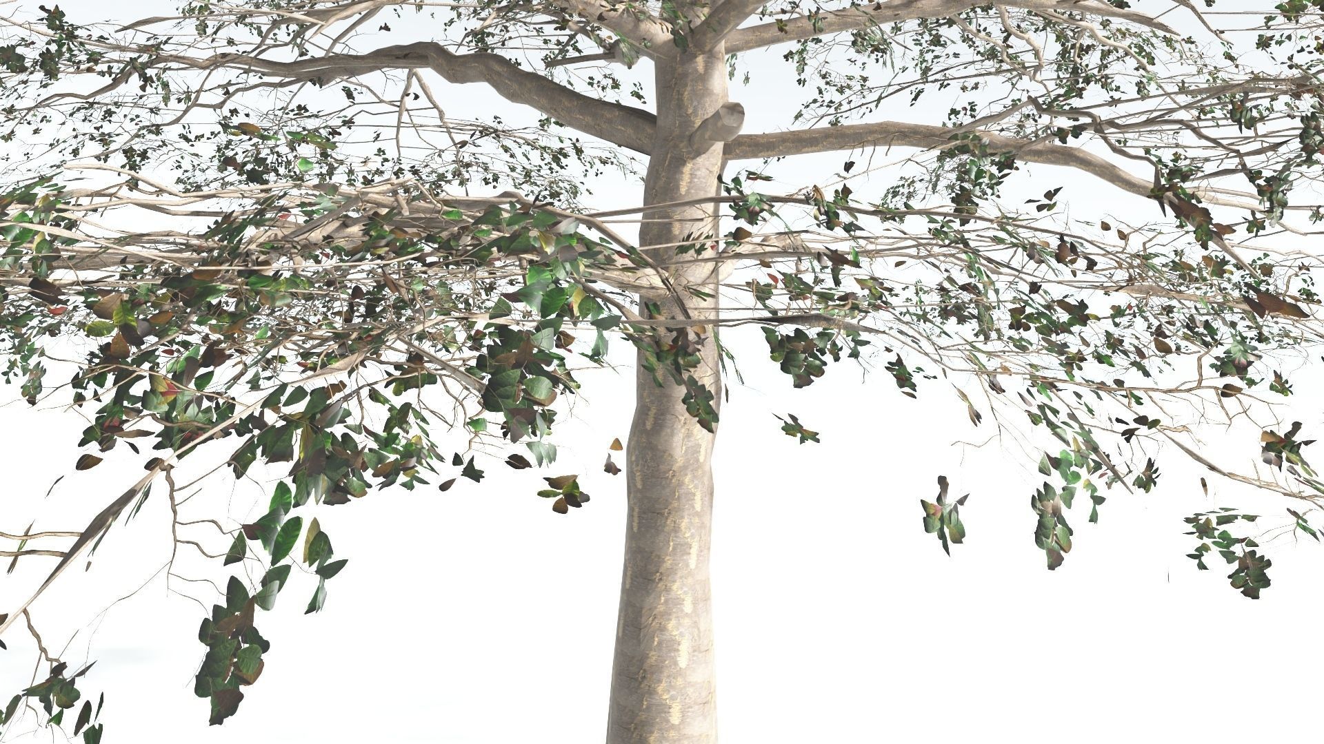 EVERYPlant Sea Almond 1 --15 Models-- 3D model_18