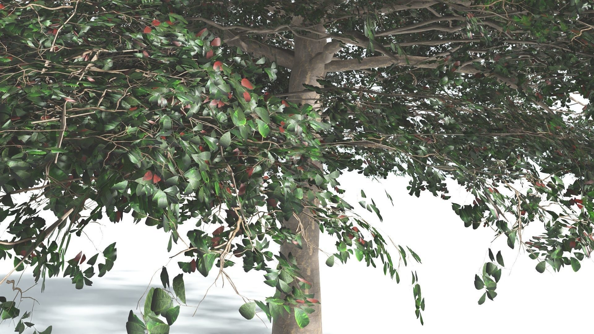 EVERYPlant Sea Almond 1 --15 Models-- 3D model_14