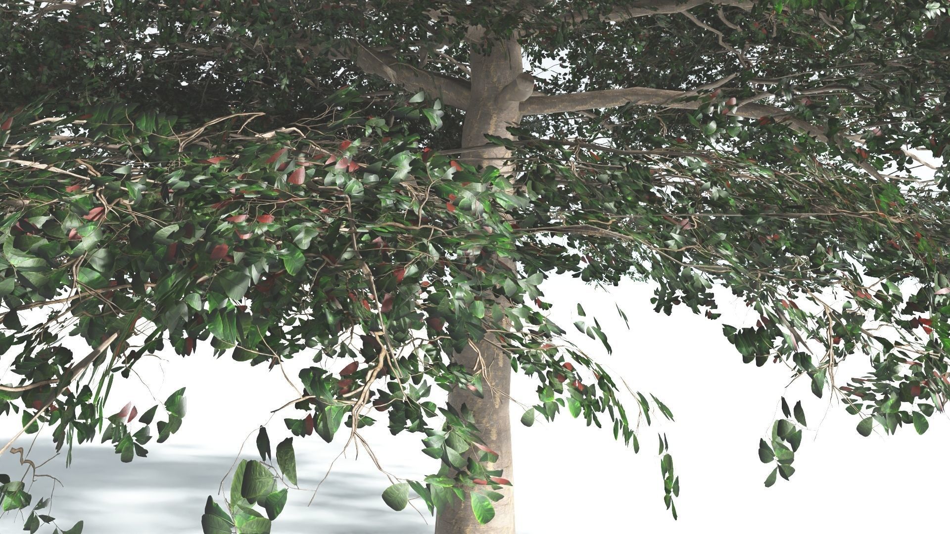 EVERYPlant Sea Almond 1 --15 Models-- 3D model_6