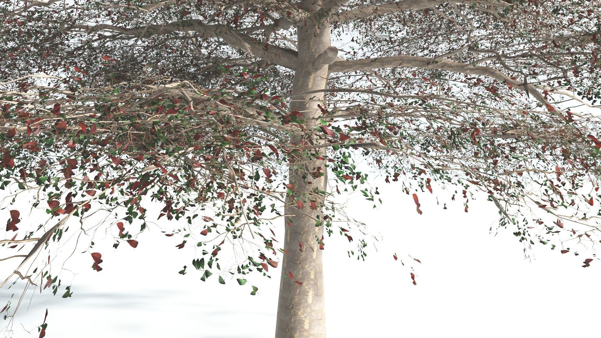 EVERYPlant Sea Almond 1 --15 Models-- 3D model_8