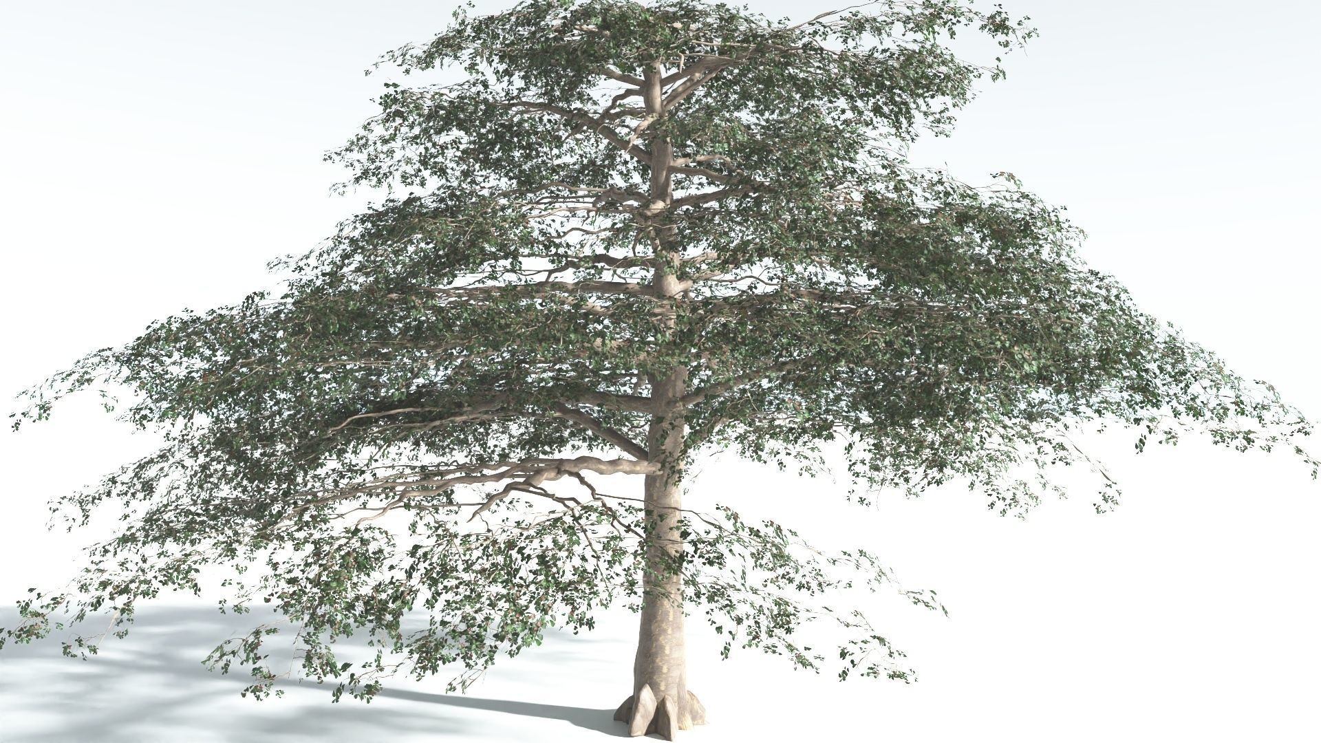 EVERYPlant Sea Almond 1 --15 Models-- 3D model_23