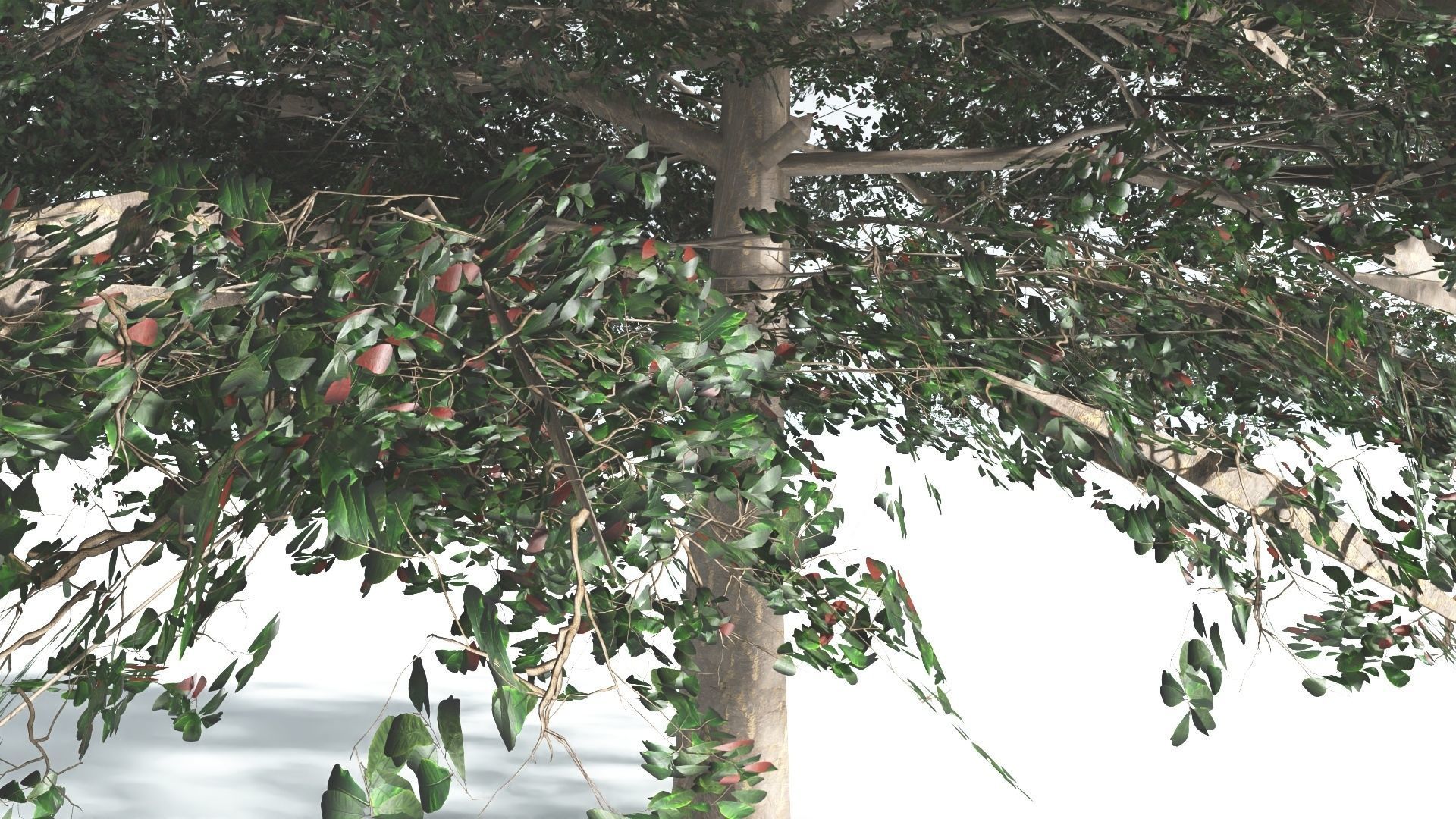 EVERYPlant Sea Almond 1 --15 Models-- 3D model_32