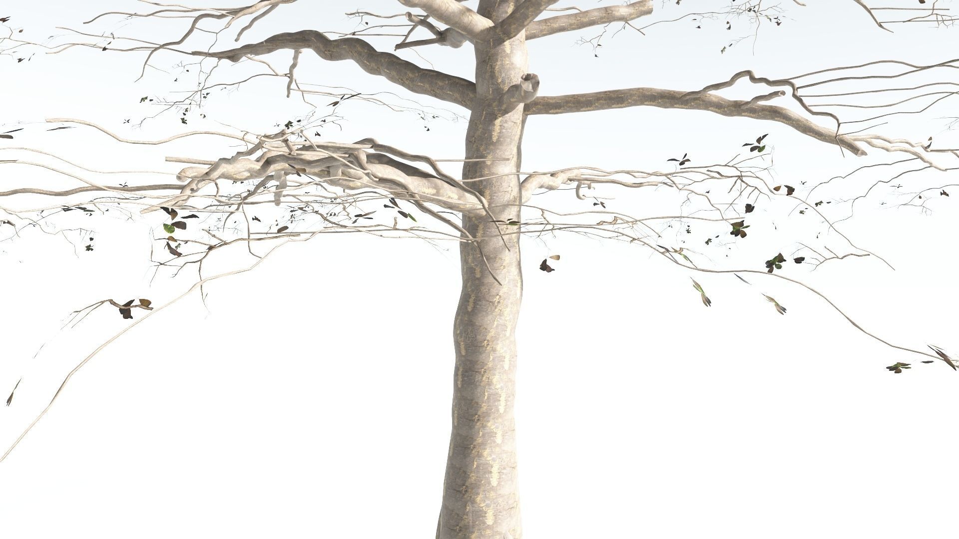 EVERYPlant Sea Almond 1 --15 Models-- 3D model_20