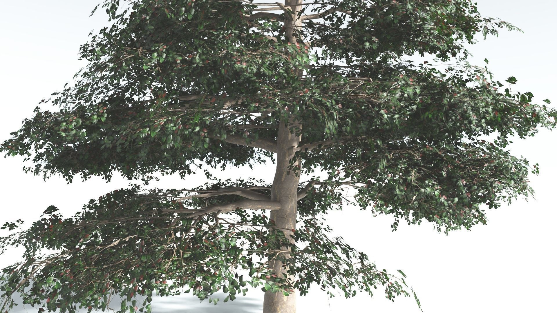 EVERYPlant Sea Almond 1 --15 Models-- 3D model_26