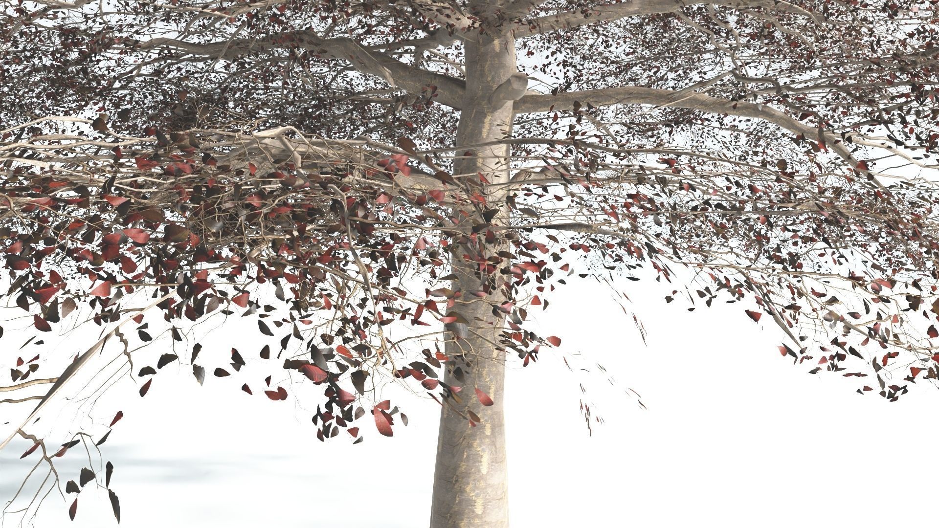 EVERYPlant Sea Almond 1 --15 Models-- 3D model_12