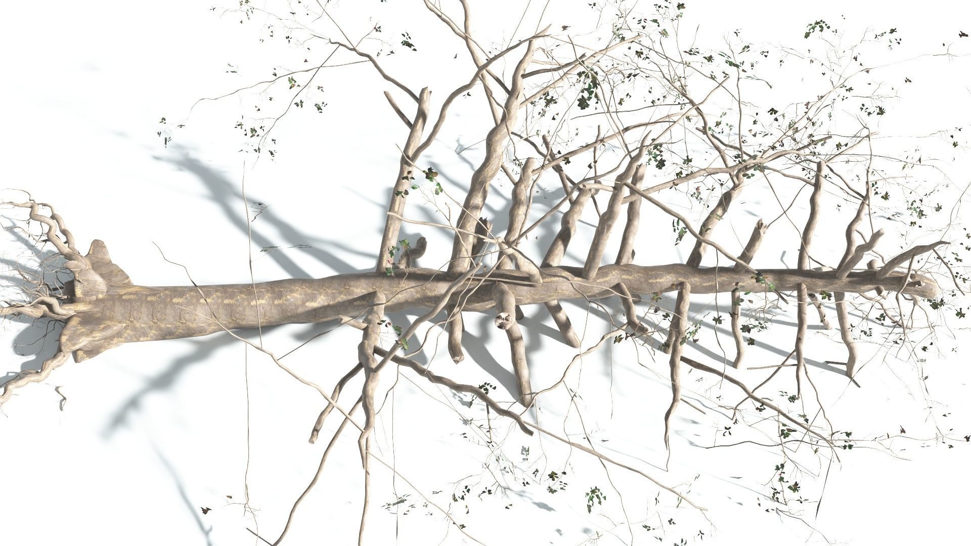 EVERYPlant Sea Almond 1 --15 Models-- 3D model_22