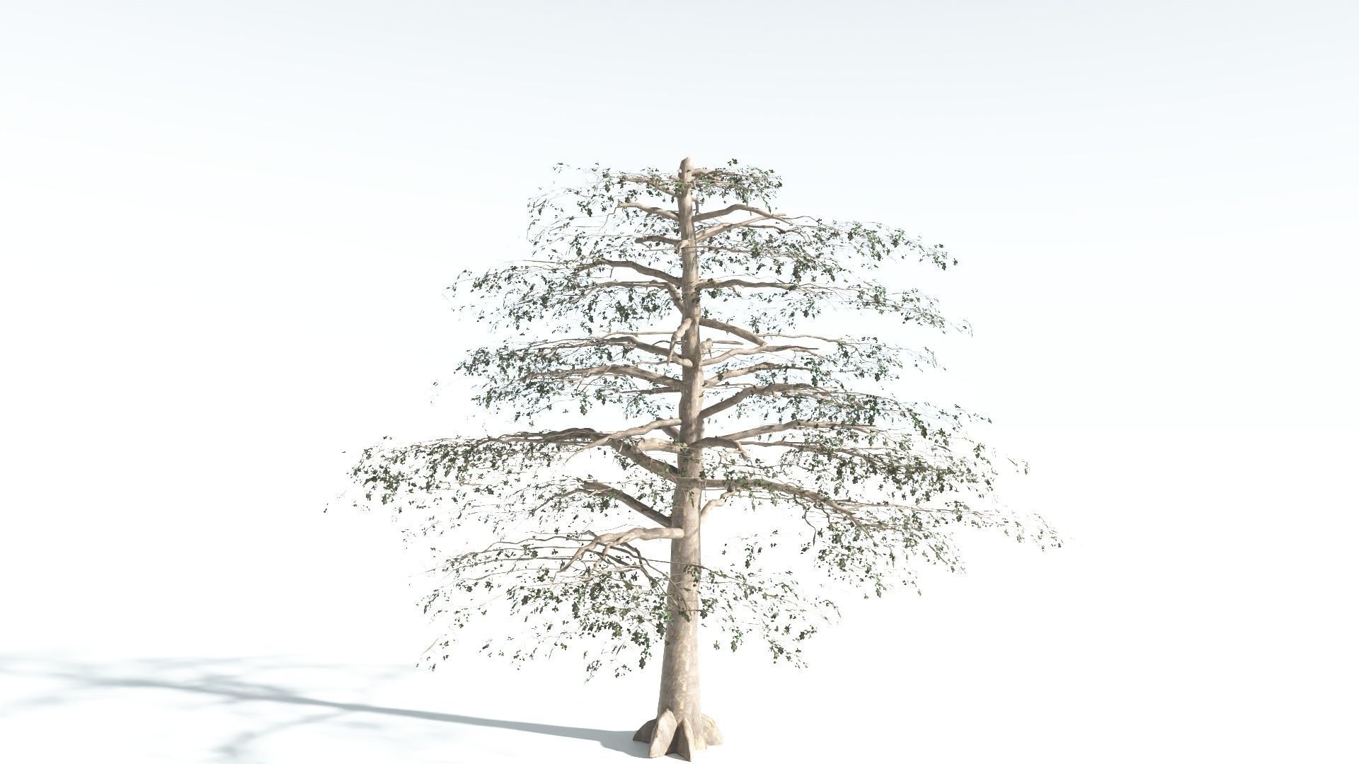 EVERYPlant Sea Almond 1 --15 Models-- 3D model_17