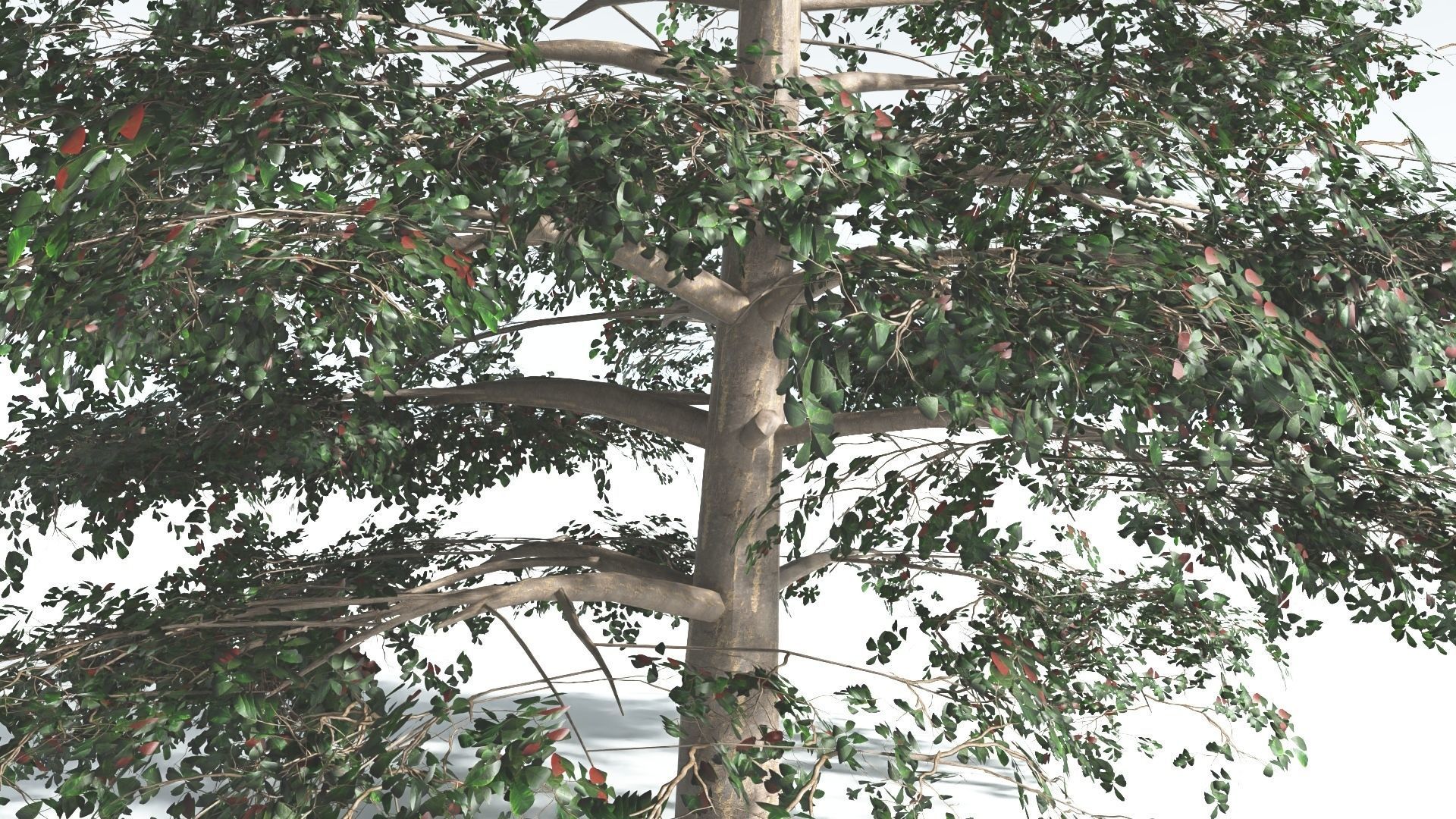 EVERYPlant Sea Almond 1 --15 Models-- 3D model_28