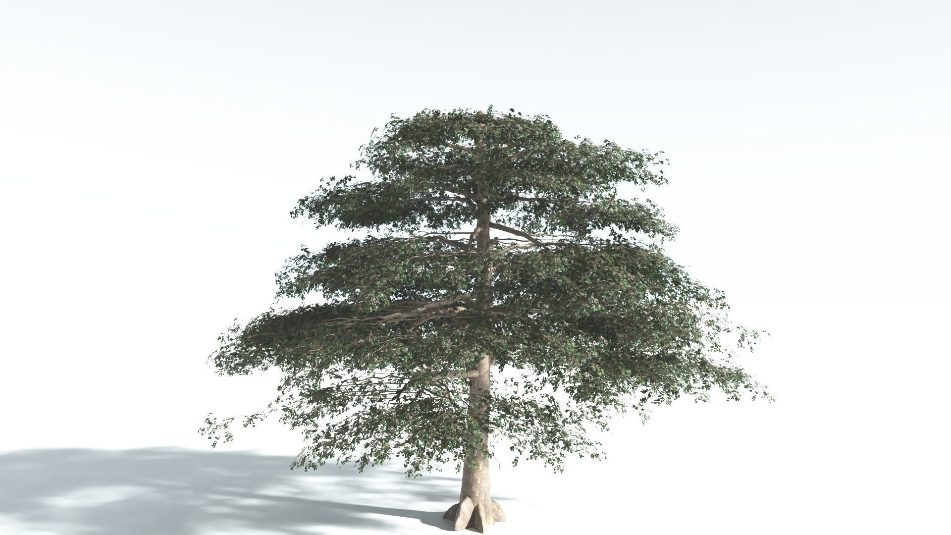 EVERYPlant Sea Almond 1 --15 Models-- 3D model_5