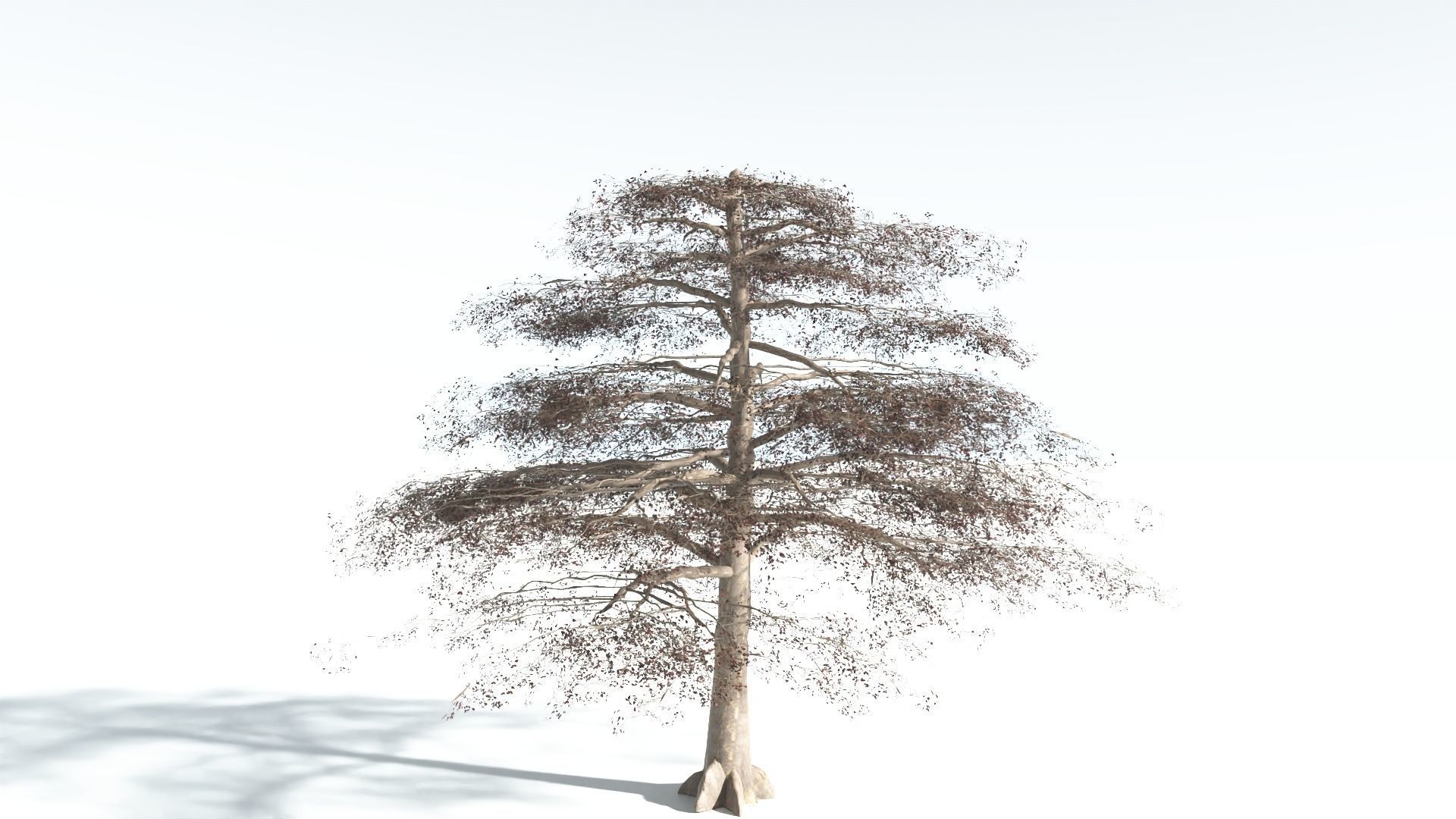 EVERYPlant Sea Almond 1 --15 Models-- 3D model_11