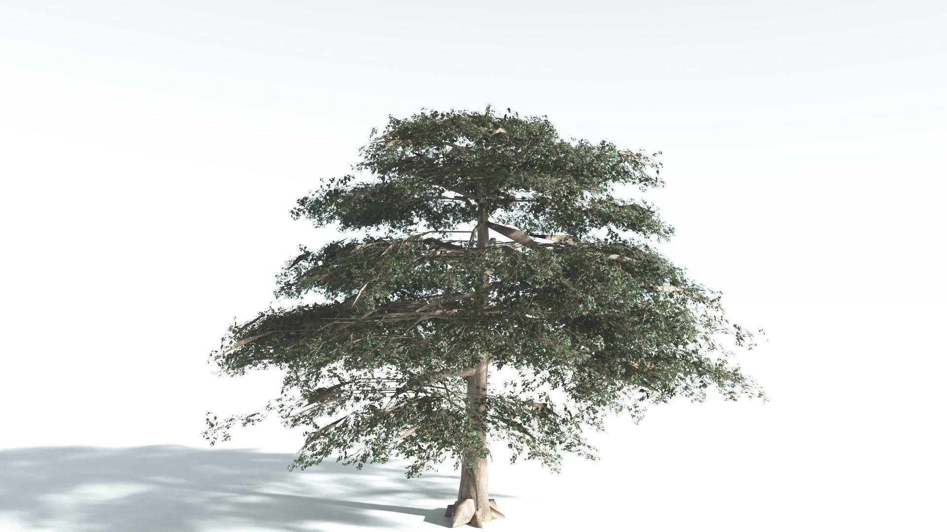EVERYPlant Sea Almond 1 --15 Models-- 3D model_31