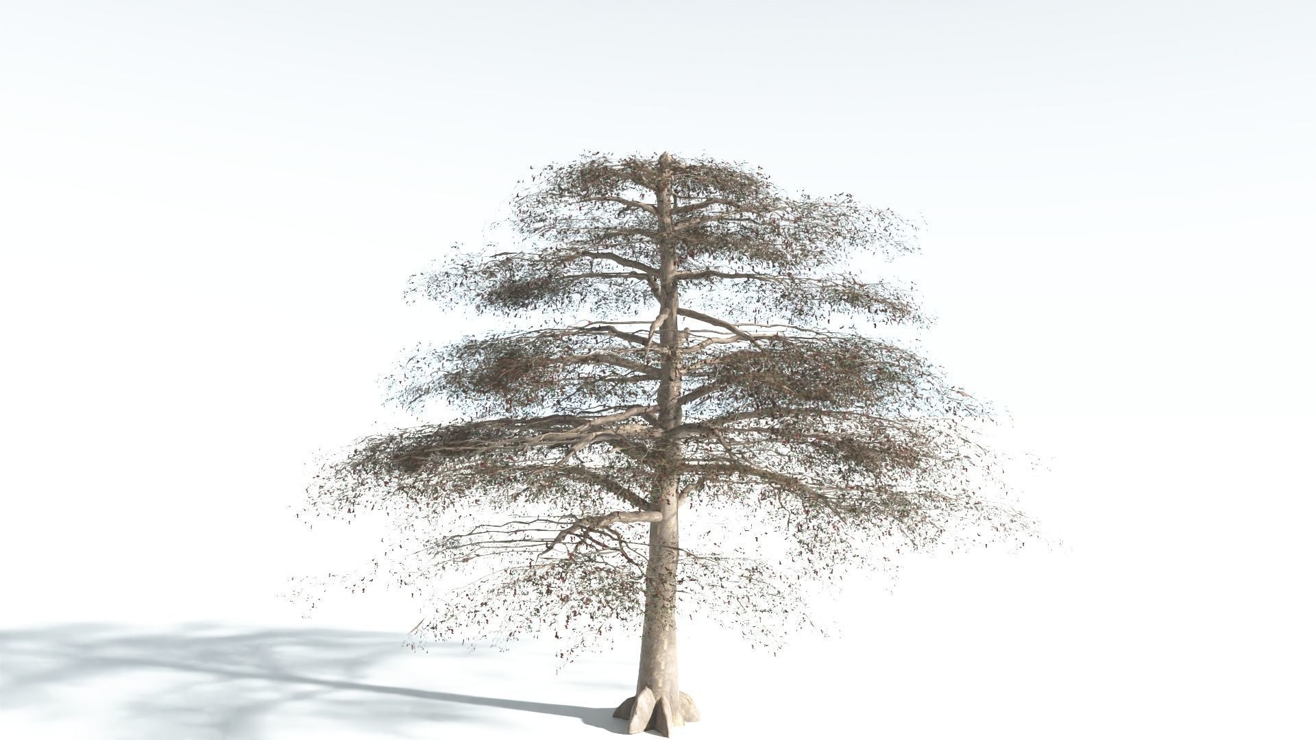 EVERYPlant Sea Almond 1 --15 Models-- 3D model_7