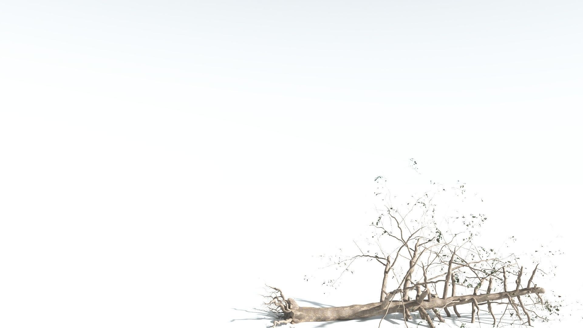 EVERYPlant Sea Almond 1 --15 Models-- 3D model_21