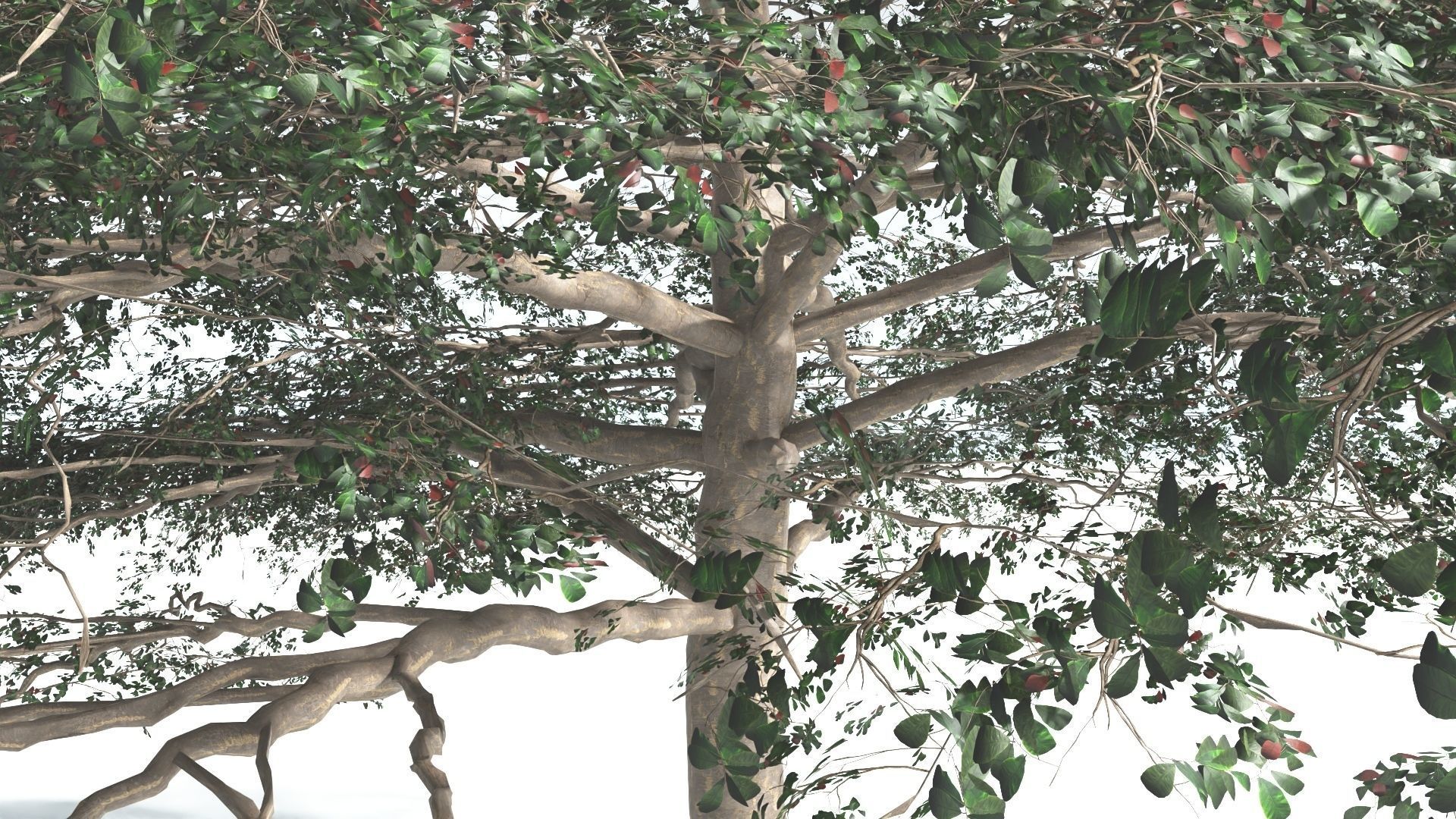 EVERYPlant Sea Almond 1 --15 Models-- 3D model_24