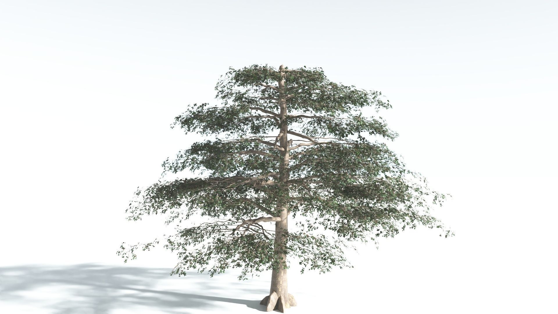 EVERYPlant Sea Almond 1 --15 Models-- 3D model_15
