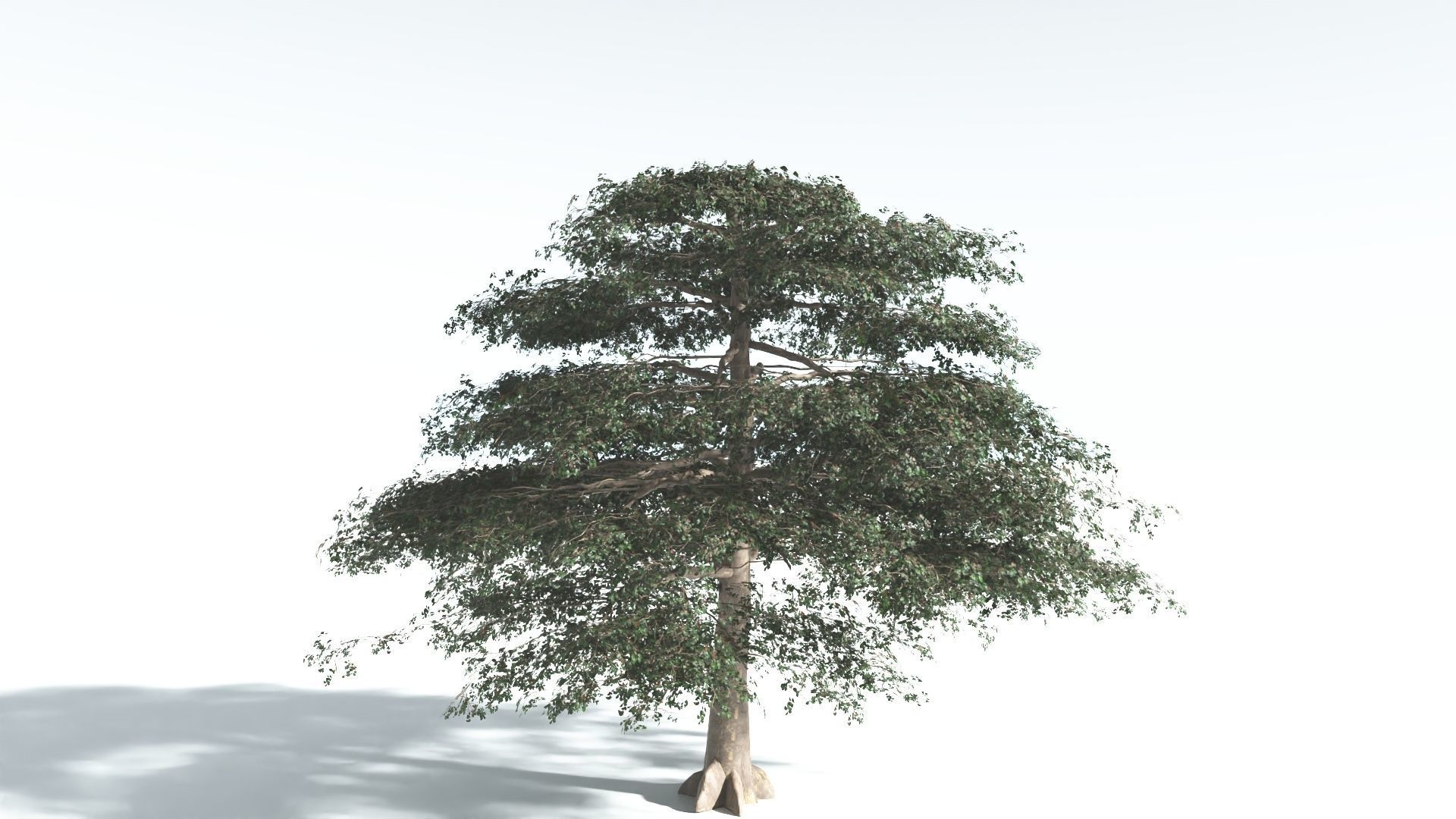 EVERYPlant Sea Almond 1 --15 Models-- 3D model_13