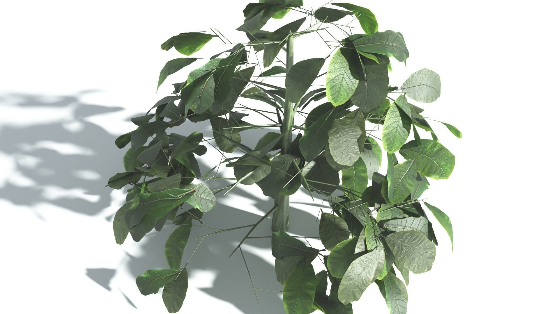 EVERYPlant Sea Almond 1 --15 Models-- 3D model_30