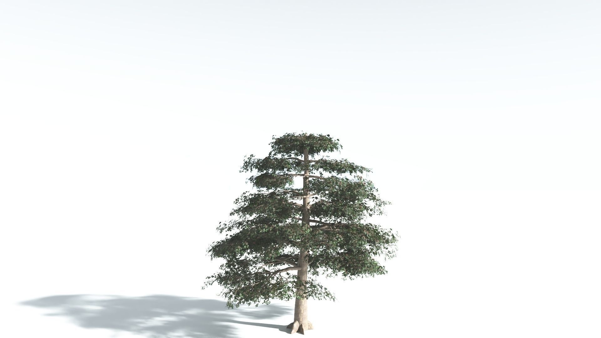 EVERYPlant Sea Almond 1 --15 Models-- 3D model_25
