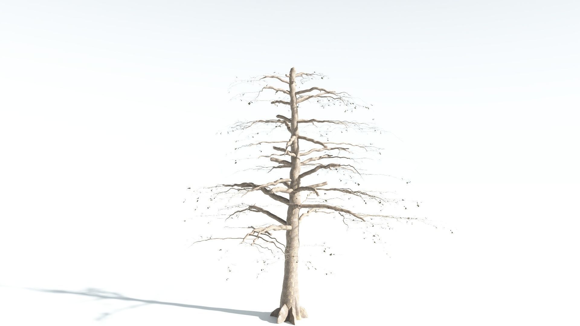 EVERYPlant Sea Almond 1 --15 Models-- 3D model_19