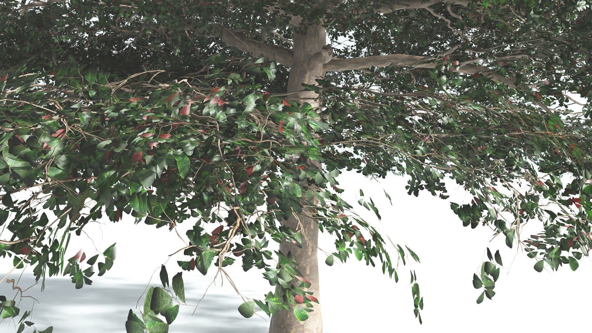 EVERYPlant Sea Almond 1 --15 Models-- 3D model_34