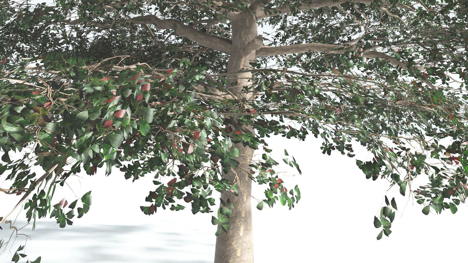 EVERYPlant Sea Almond 1 --15 Models-- 3D model_16