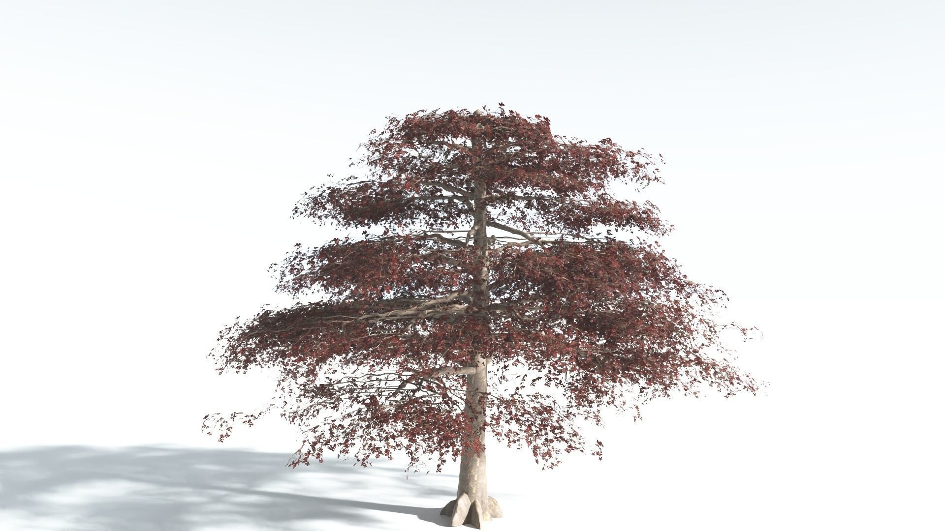 EVERYPlant Sea Almond 1 --15 Models-- 3D model_9