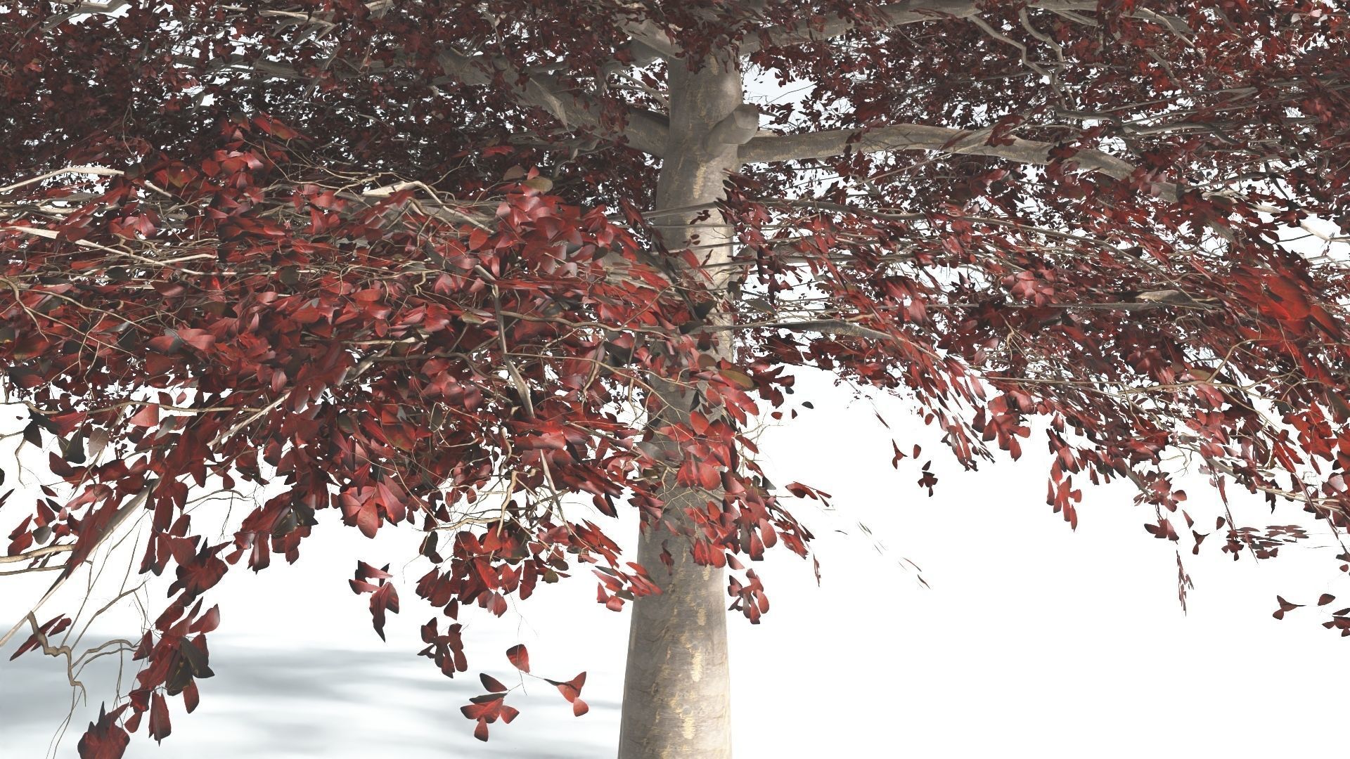 EVERYPlant Sea Almond 1 --15 Models-- 3D model_10