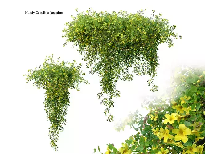 Hardy Carolina Jasmine