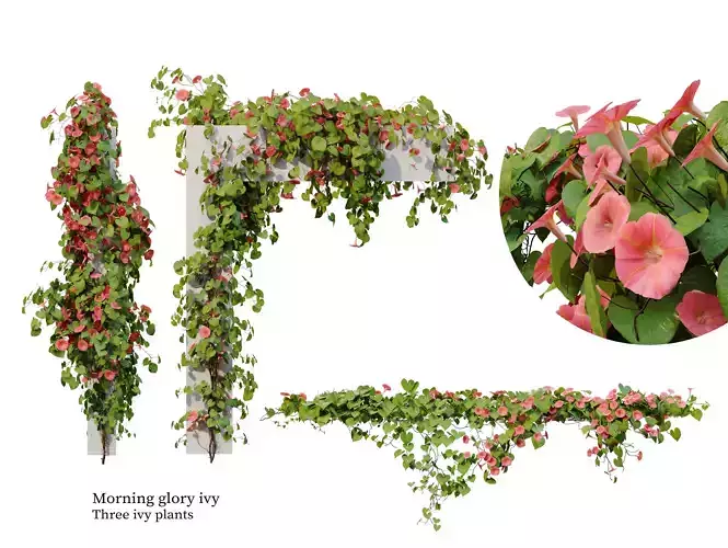 Morning glory vine 3D model