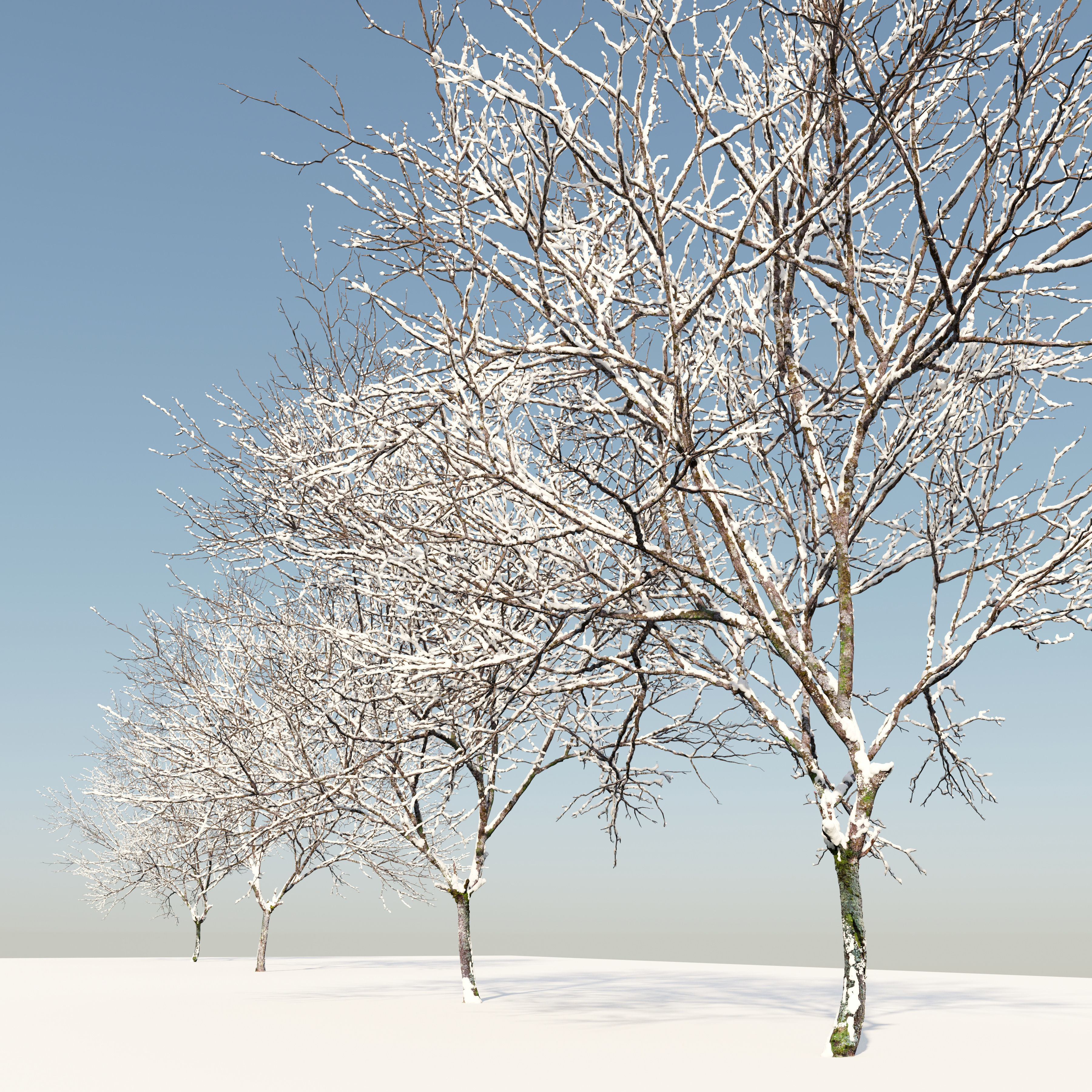 Winter Fraxinus pennsylvanica 3D model_3
