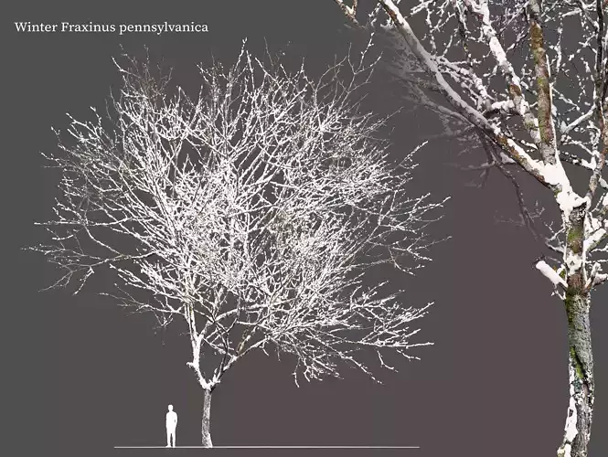 Winter Fraxinus pennsylvanica