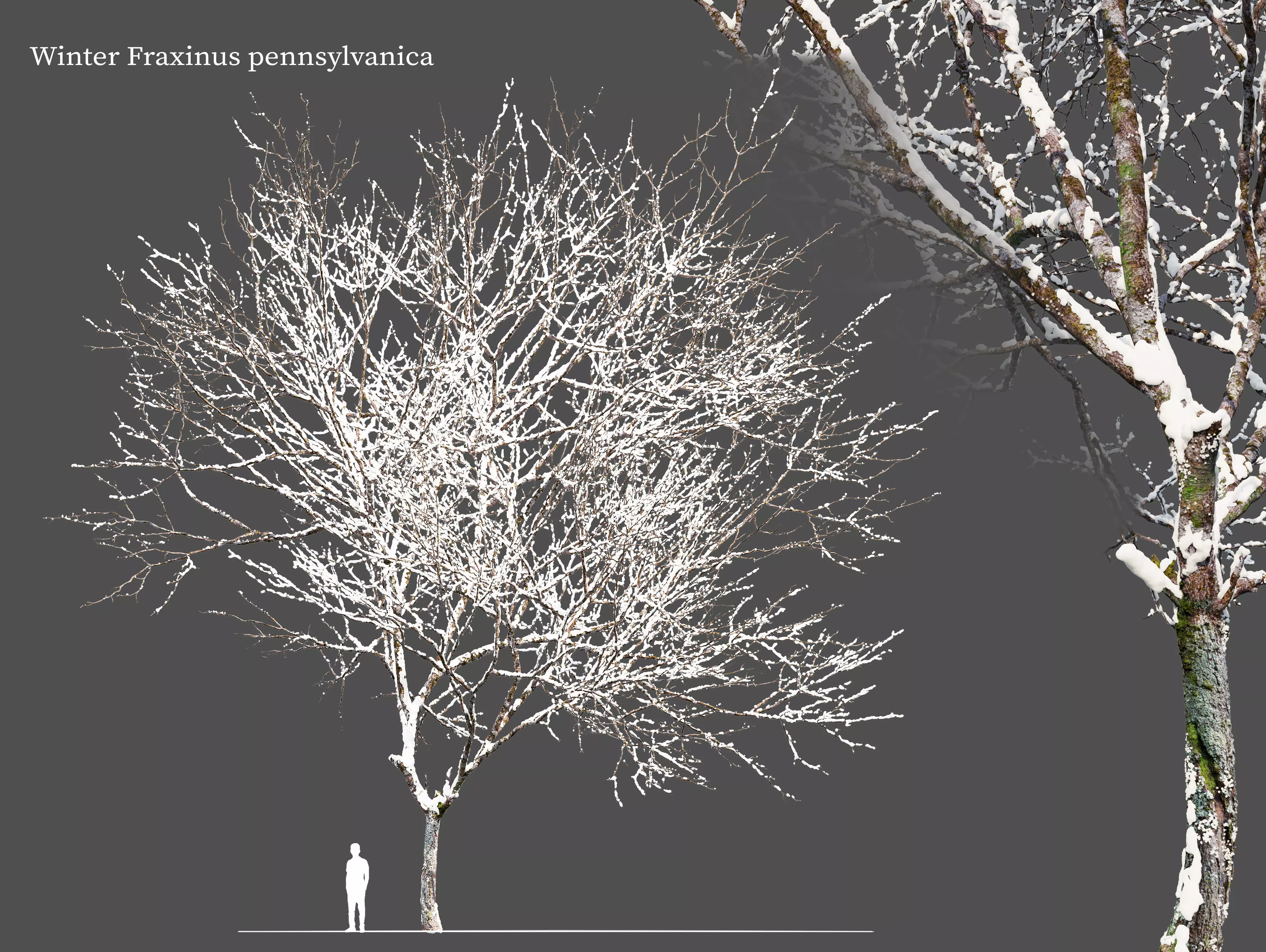 Winter Fraxinus pennsylvanica 3D model_0