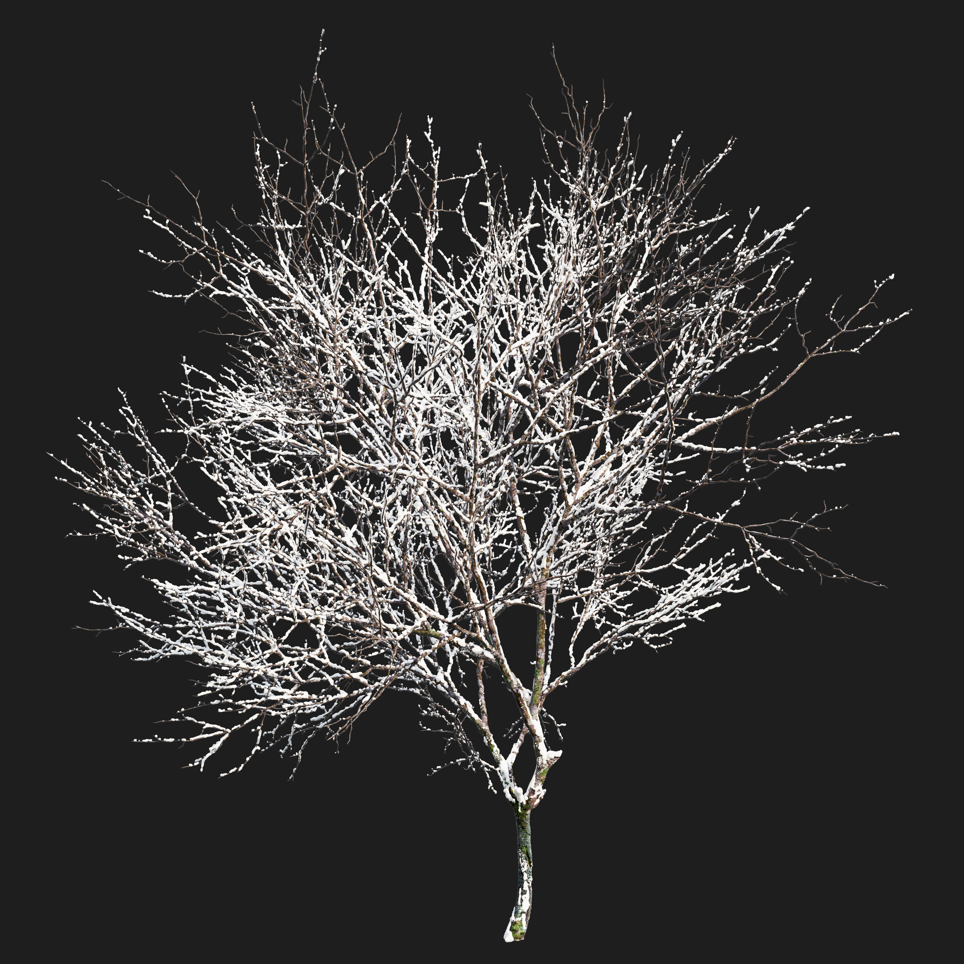 Winter Fraxinus pennsylvanica 3D model_1