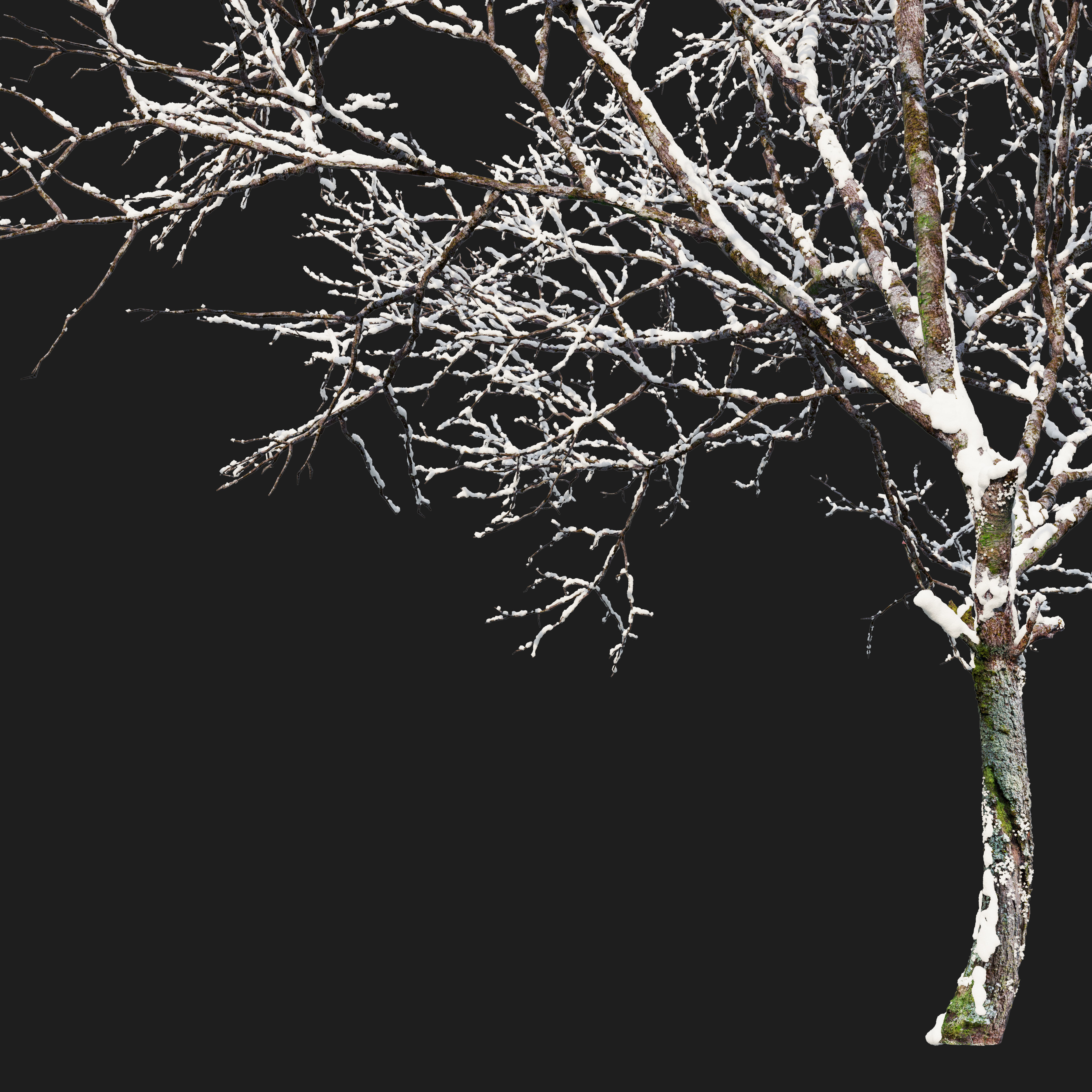 Winter Fraxinus pennsylvanica 3D model_2