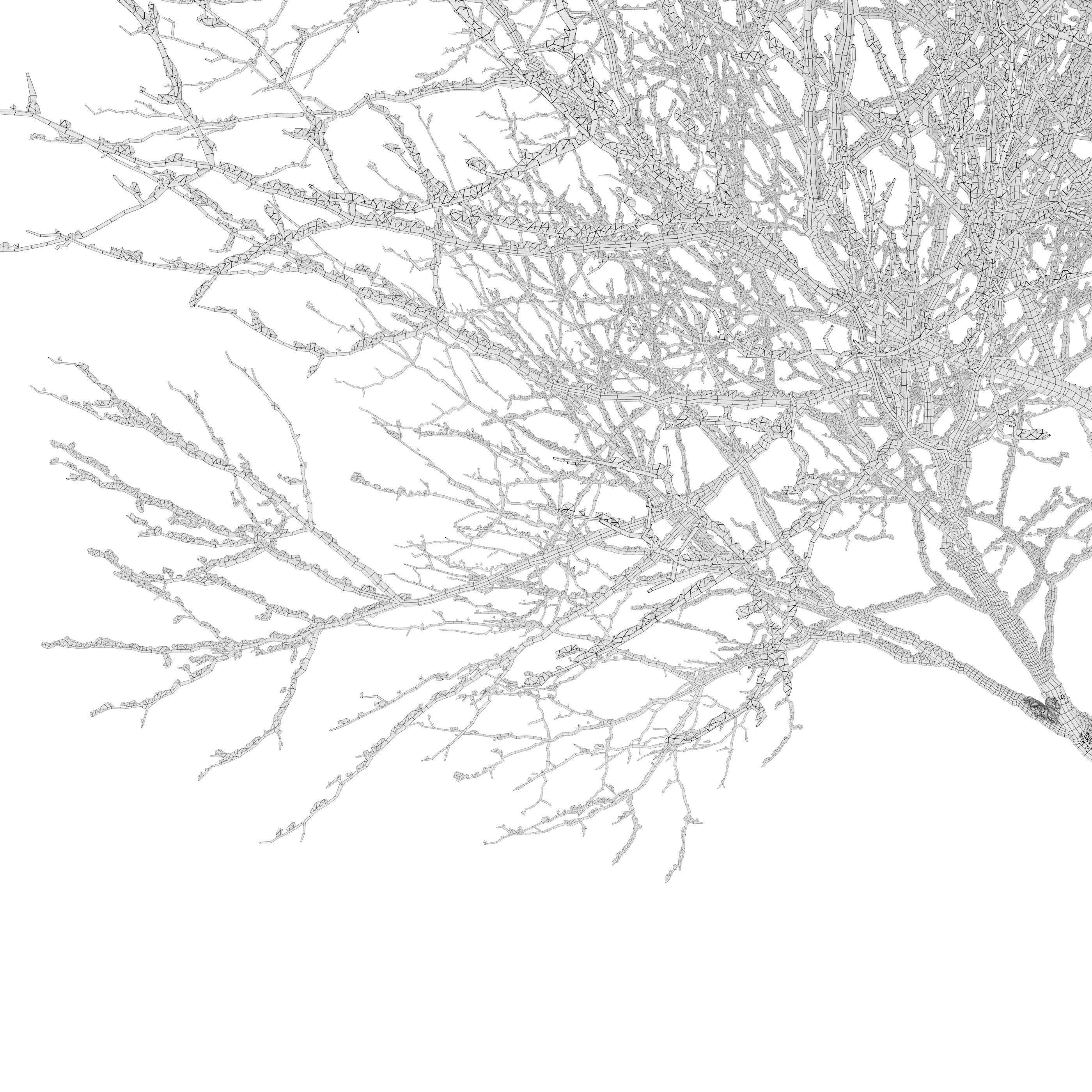 Winter Fraxinus pennsylvanica 3D model_4