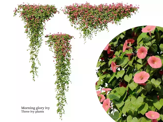 Morning glory vine 2 3D model