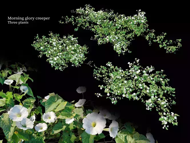 Morning glory creeper