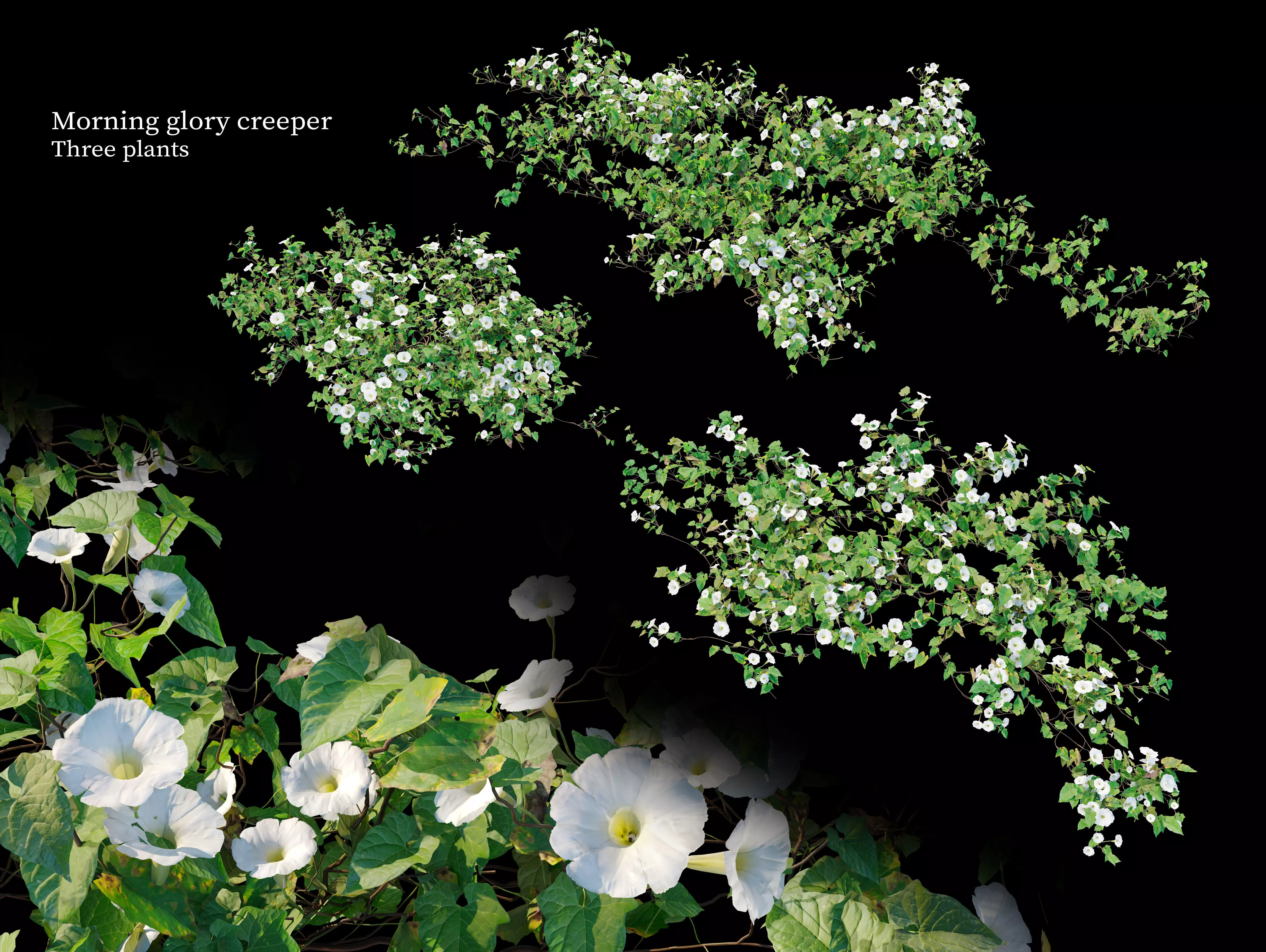 Morning glory creeper 3D model