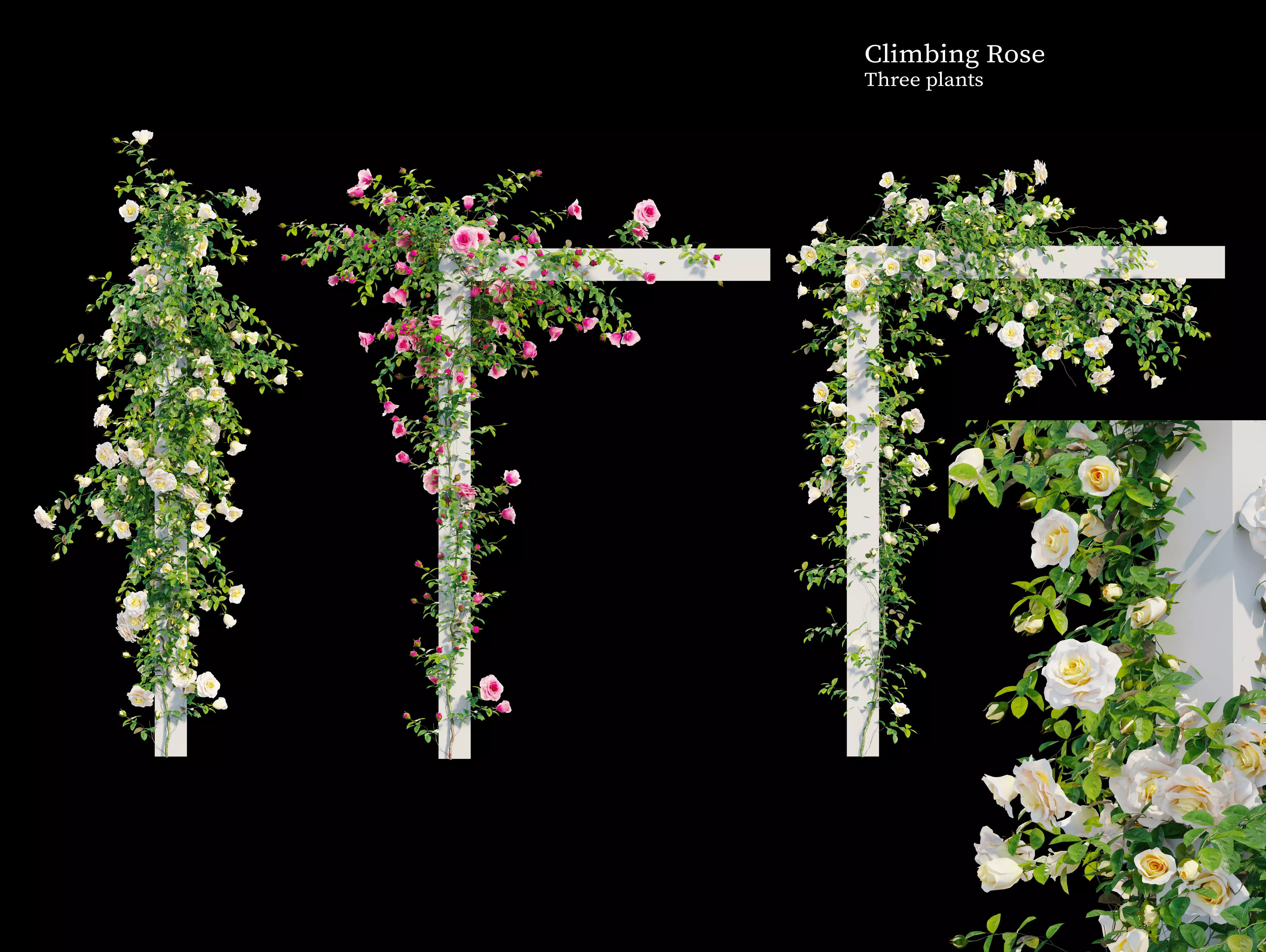 Climbing rose flower 3D model