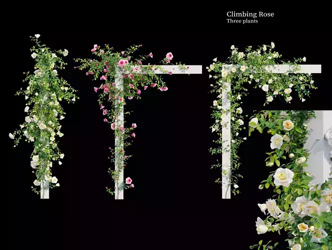 Climbing rose flower 3D model