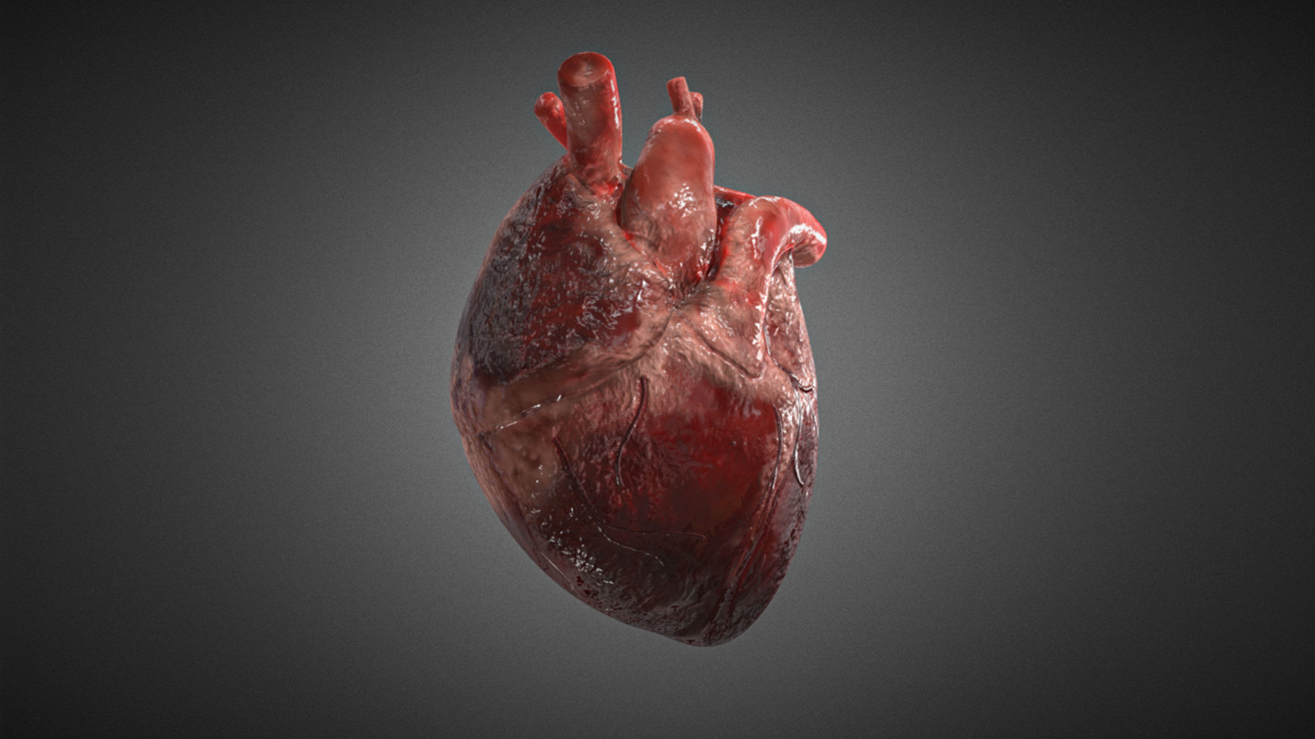 Realistic Human Heart 3D 3D model_4
