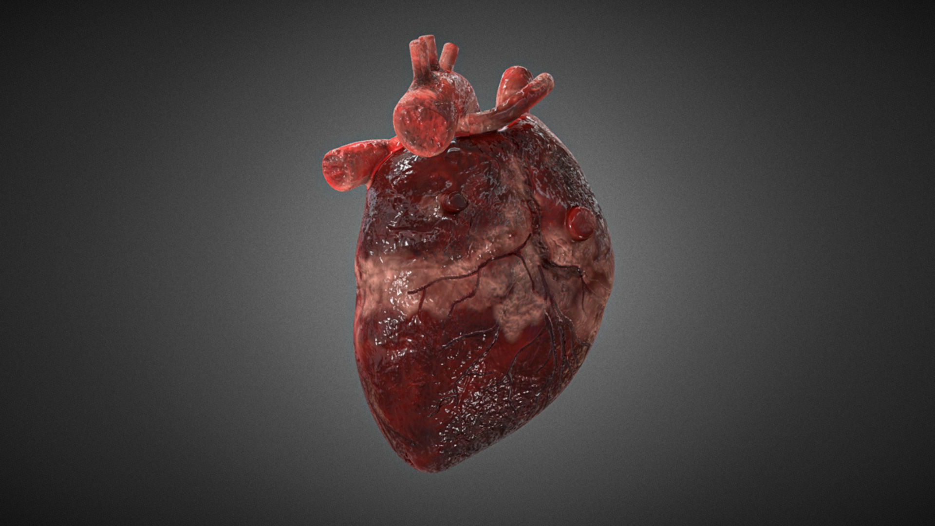 Realistic Human Heart 3D 3D model_2